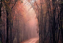 V体育官方网站:安东尼上半场给佩工“指导”战术,下半场贝蒂斯完成让二追三.